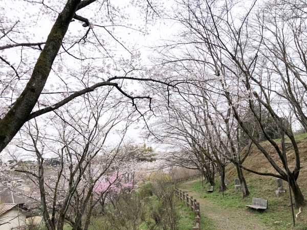 桜の山2.jpg