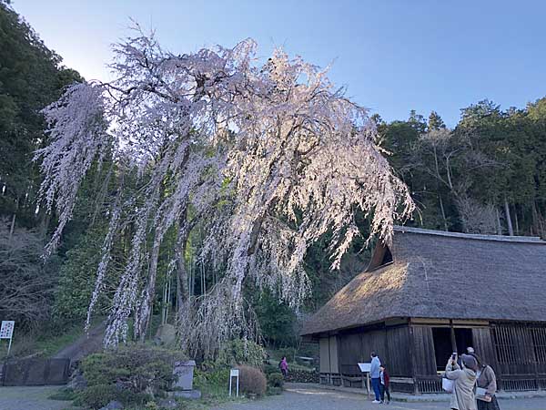 高麗神社2.jpg